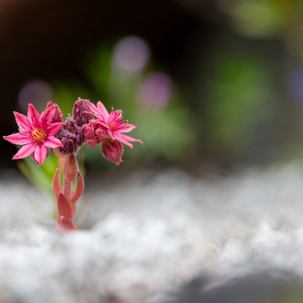 Annamaria Pernstich Sempervivum