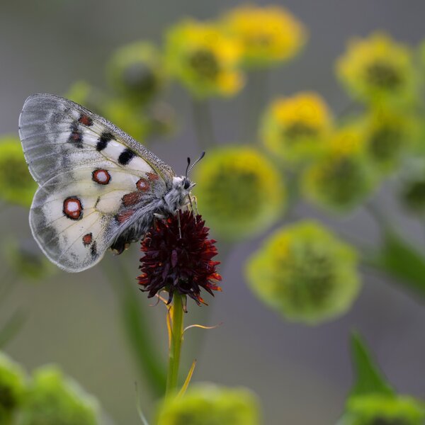 Annamaria Pernstich Parnassius Phoebus